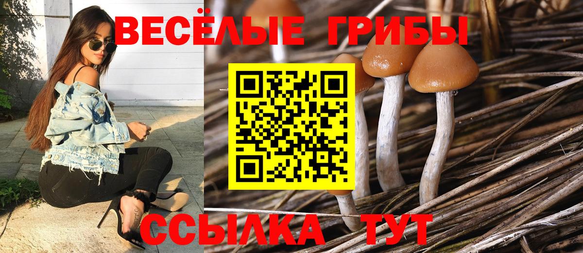 Оренбург  Псилоцибиновые грибы Cubensis  Вход с VPN 